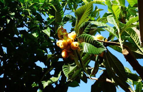 A Casa da Mammi - Foto 16