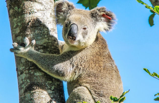 Esk Caravan Park & Motel - Foto 50