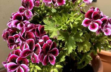 The sweet attic room - De Vivo Realty Meta di Sorrento - Foto 21