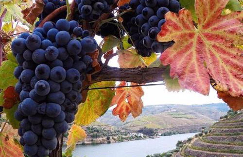 Curral de l Tiu Pino - Foto 51