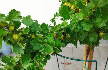 Apartament z ogrodem Camelia - Foto 26