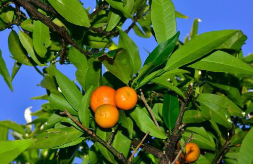 Beloc House Lopud Island - Photo 11