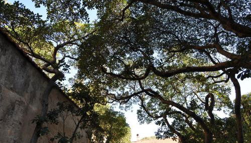 Villa Salvini - Foto 5, Garden