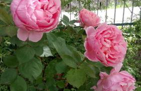 Casa Bartolacci Charme in Bivigliano (Near Mugello and Florence) - Foto 39