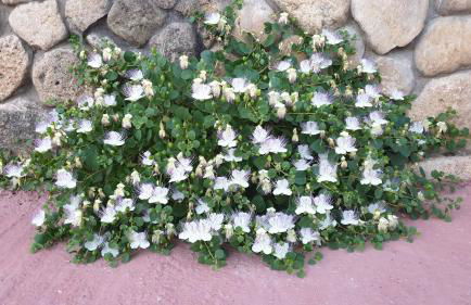 Agriturismo Duca Di San Martino - Foto 45