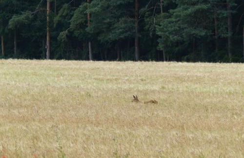 Ferienwohnung Heimsheim - Foto 36
