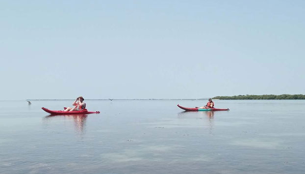 Atravesando los manglares