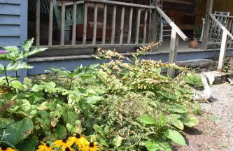 Restored1850s log cabin, with gazebo and gardens! 1 mile to downtown Weaverville - Foto 18