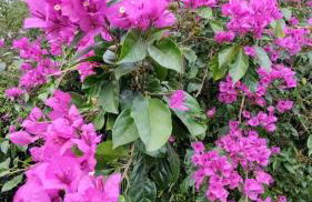 Chácara em Guararema Brasil - Foto 18