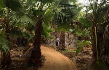 CASA RURAL EN BOSQUE DE PALMERAS - Foto 36