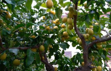 Villa Pina Lumbarda - Foto 49