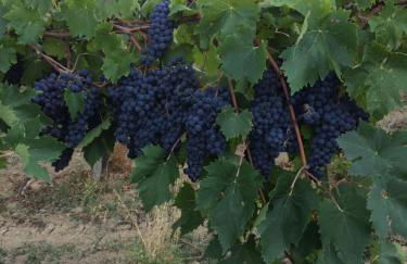 Agriturismo Cerquatonda - Foto 26