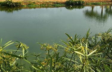 Barn Cottage at Yoga Farm with Natural Swimming Pool near Beach - Foto 12