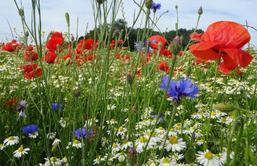 Appartement Werft & Meer - Foto 28