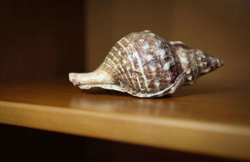 Azores Surf Center House - Photo 45