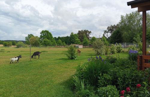 Smocze Ranczo - Foto 15