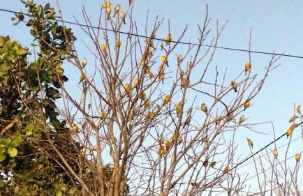 Casa em poucos passos da praia de Jaconé - Foto 24