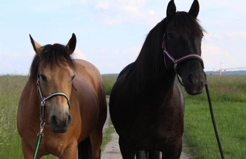 Lana Salta Alpakas - Gemütliche Ferienwohnungen auf dem Bauernhof - Photo 16