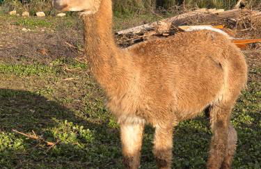 Belle Quercynoise piscine jacuzzi partagés - Foto 52