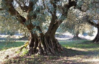 17th Century town house in Forcalquier centre - Foto 35