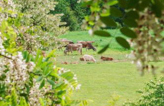 Mas Puigdevall - Foto 28