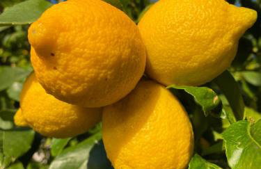 Meerblick mit Traumterrasse - Foto 42