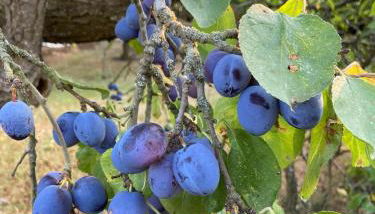 The Cosy Hide - A romantic rural retreat for 2 - Foto 5, Garden