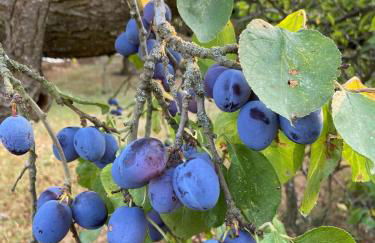 The Cosy Hide - A romantic rural retreat for 2 - Foto 5