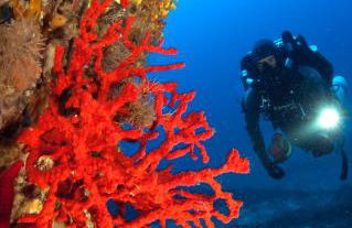 VILLA LE CORAIL ROUGE CORSE - Foto 35