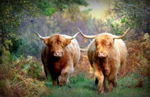 The Rising - Foto 18