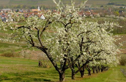 Ferienwohnung Mainidylle - Foto 31