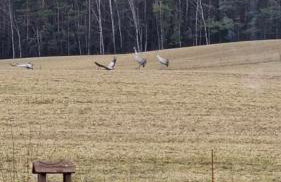 Agrosturystyka Leśna 21 - Foto 43