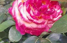 Élégant apt avec vue Tour Eiffel & parking privé - Foto 34