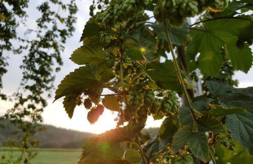 HopfenErlebnisHof - Photo 27