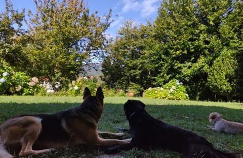 O Lughar Darriba Fogar Natural - Foto 10