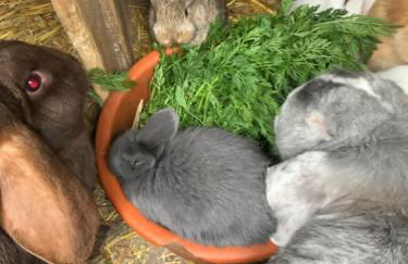 Ferienwohnung Dörnberg erleben mit Tiere bei Winterberg - Foto 17