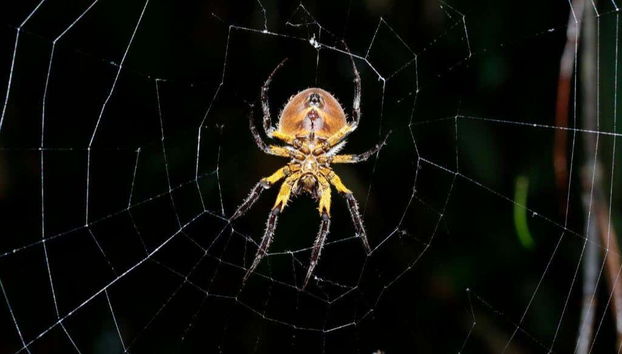 La fauna della Riserva Naturale Tanimboca