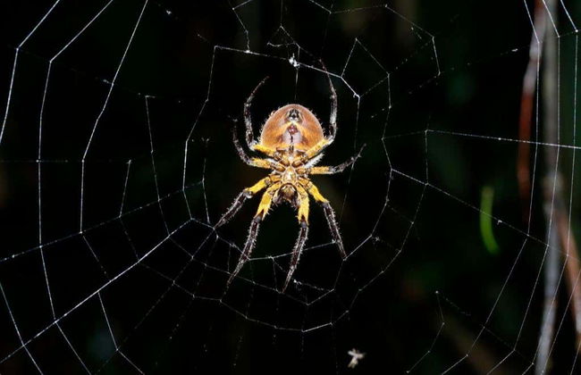 Tour di avventura nella Riserva Naturale Tanimboca - Foto 3