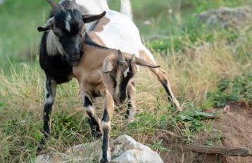 Apartment Nina - Foto 19