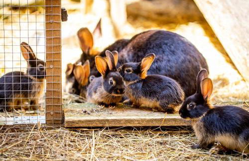 Brückenhof Rohna - Photo 12