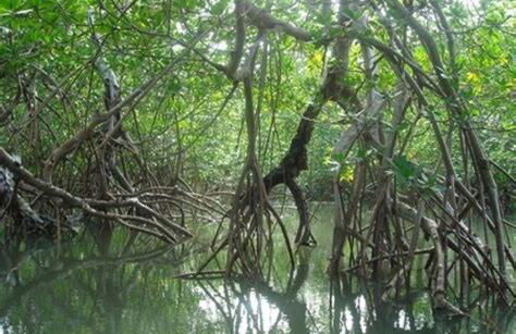 Navegante hospedagem- Barra de mamanguape - Photo 16