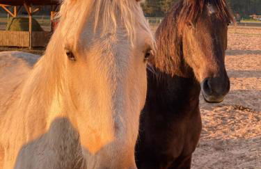 Ferienwohnung auf Pferdehof - Foto 26