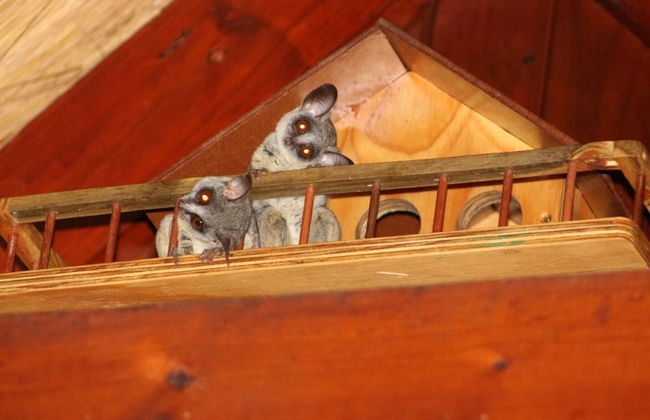 Kruger Kumba - Mugwenzi - Photo 29