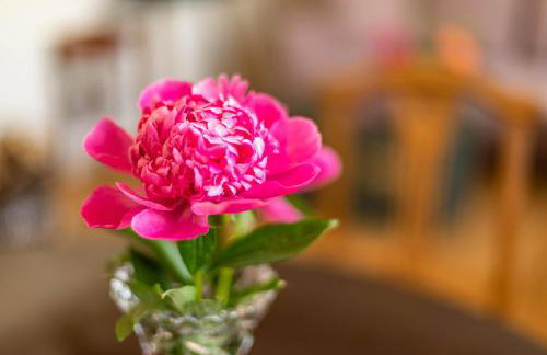 Kleiner Hof Rosenrot - Foto 19