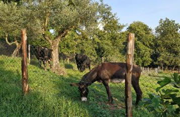 Agriturismo Cisogna - Foto 59