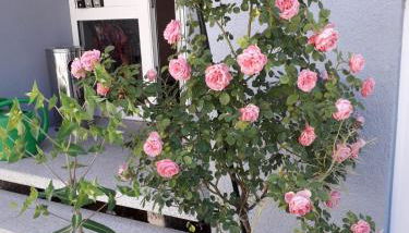 Apartment Haus - Foto 2