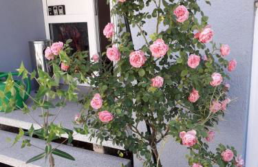 Apartment Haus - Foto 2