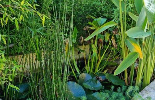 Charmante maison avec jardin au cœur du Parc Naturel Régional de la Brenne, idéale pour télétravail. - FR-1-591-237 - Foto 26