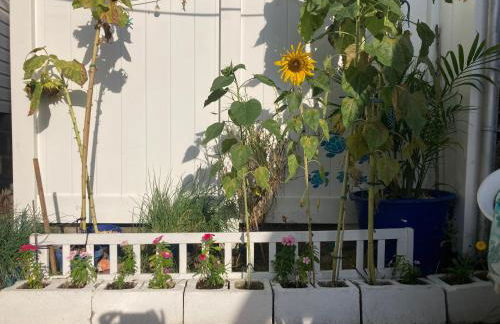 BEACH COTTAGE 2nd HOUSE FROM BEACH - Foto 23