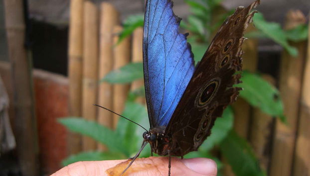 Casa delle farfalle di Mindo